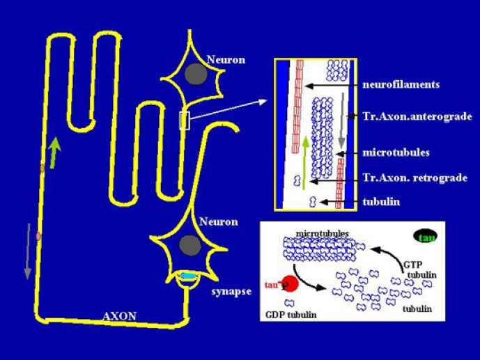 Transport axonal