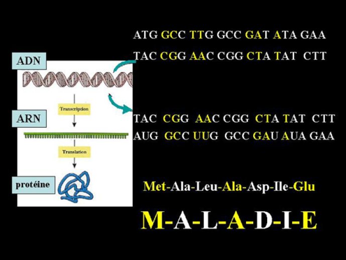 Mutation qui entraîne une maladie génétique