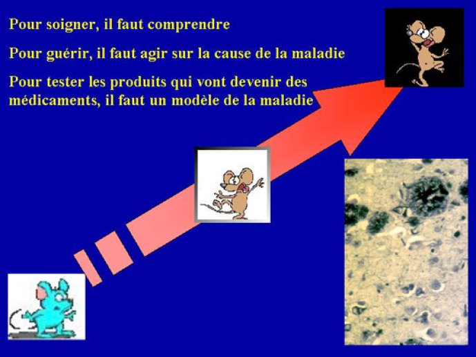 Nécessité de disposer d'un modèle murin pour agir sur les causes de la maladie