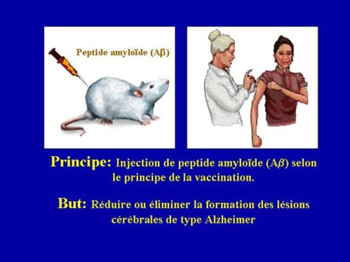La vaccination de la souris avec le peptide amyloÏde entraine la disparition des dépôts