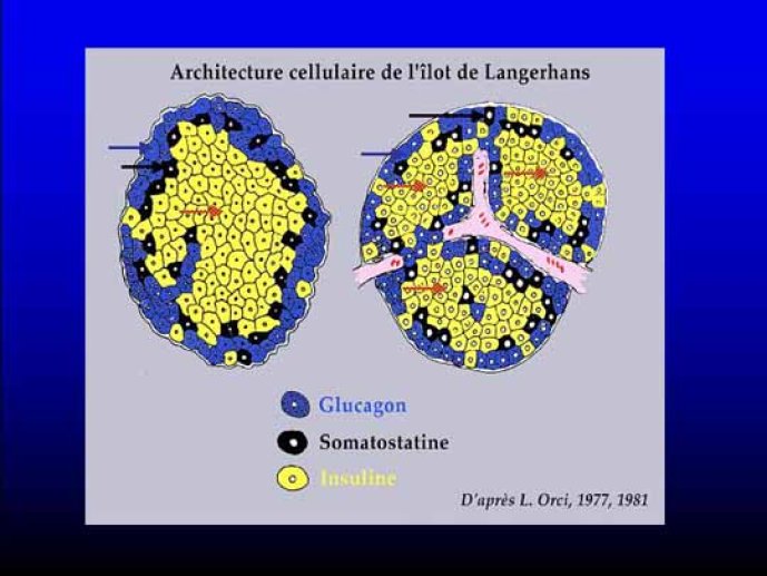 Présentation de l'architecture cellulaire de l'îlot de Langerhans