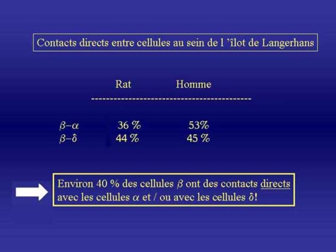 Existence d'intéractions fonctionnelles entre les cellules insulaires par contacts directs suggérant de possibles effets paracrines entre cellules a et b.