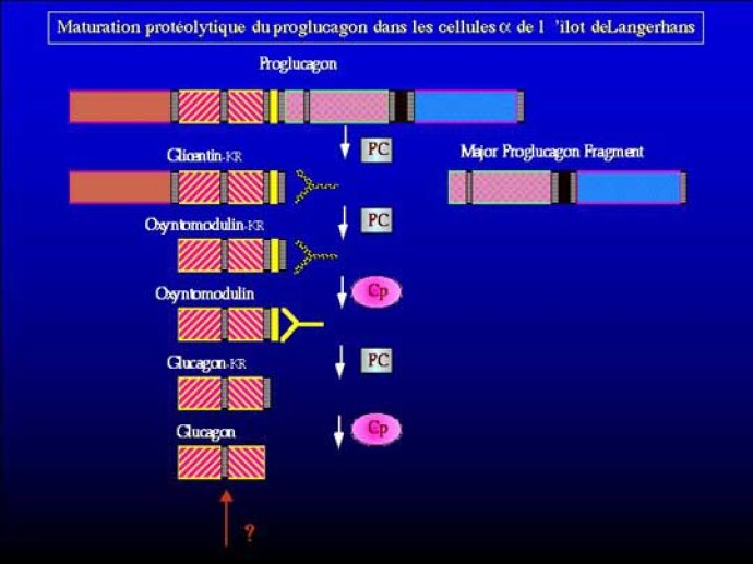 Dans la cellule a des îlots de langerhans, par maturation protéolytique primaire le proglucagon est maturé en glucagon, hormone polypeptidique de 29 acides aminés connu pour ses ef