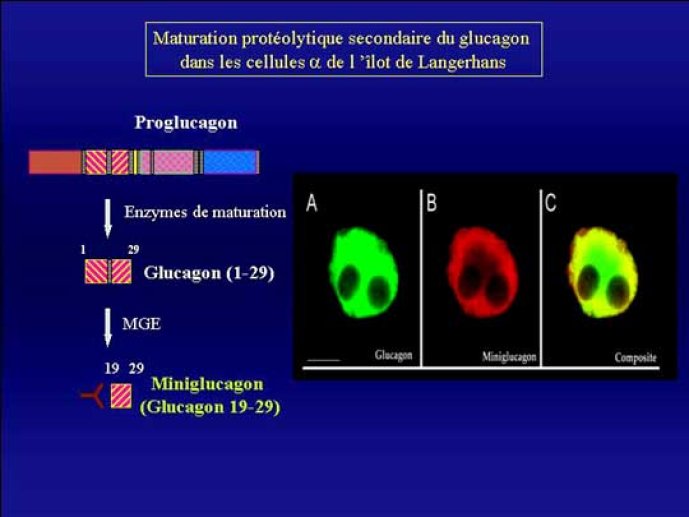 Le développement d'un anticorps dirigé contre parmi le fragment C-terminal de 11 acides aminés [glucagon (19-29) ou miniglucagon] du glucagon et correspondant à un épitope masqué d
