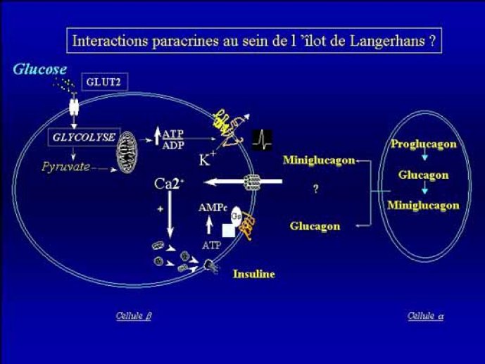 Présentation de la cellule b pancréatique et des mécanismes aboutissant à la sécrétion d'insuline induite par le glucose. Hypothèse de travail : Existence au sein de l'îlot pancréa