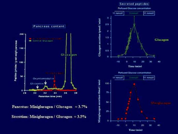 Par HPLC et dosage radio-immunologique, mise en évidence de la présence du miniglucagon dans les mêmes cellules que le glucagon dont il dérive et représente 3,5% de la concentratio