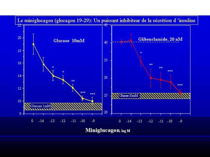 Compte tenu de la présence du miniglucagon dans les cellules a et de la proximité des cellules b sécrétant l'insuline dans l'îlot de langerhans, nous avons mener un travail scienti