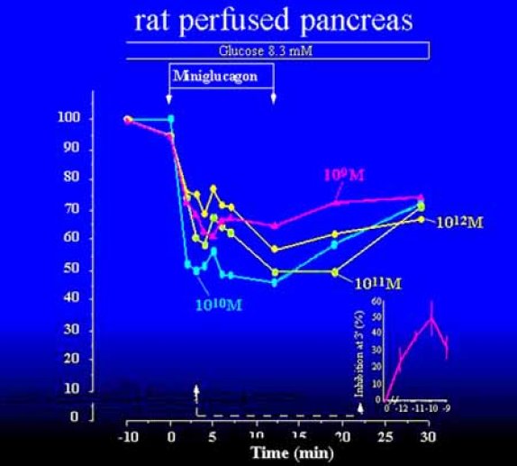 Effet inhibiteur du miniglucagon sur la sécrétion d'insuline est retrouvé sur un modèle experimental plus intégré, le pancréas isolé perfusé de rat.