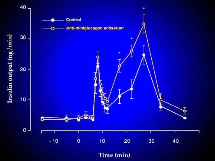 Afin de tester l'hypothèse selon laquelle le miniglucagon sécrété par les cellules a pancréatiques exercerait un tonus inhibiteur sur les cellules b voisines, nous avons perfusé l'