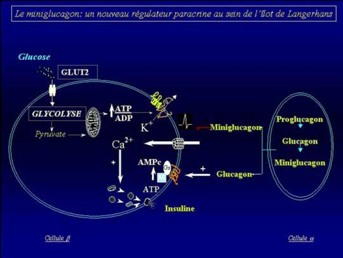 Diapositive de conclusion qui reprend l'ensemble des résultats et qui propose de nouvelles perspectives d'études.