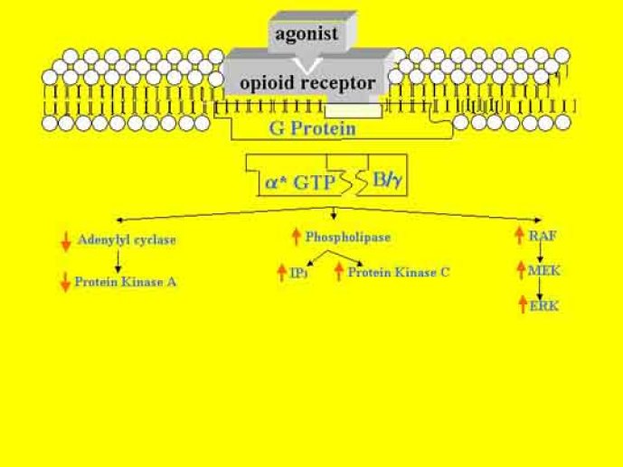 Mécanisme d'action des récepteurs aux opiacés
