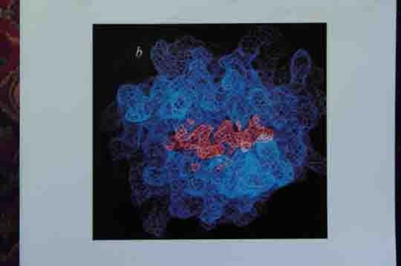 molécule HLA avec son peptide