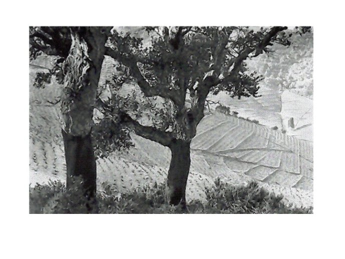 Comtat-Albi2013-25.jpg