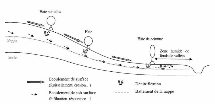 Transferts de flux d’eau et de nutriments le long d’un versant vers un cours d’eau