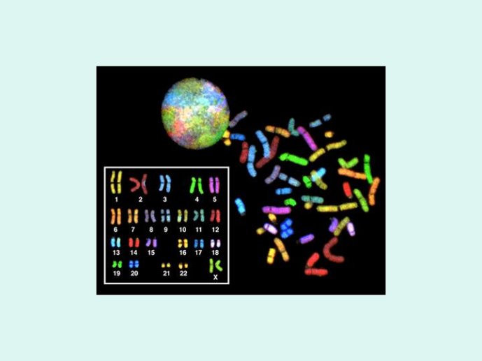 Diapositive03