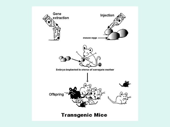 Diapositive34