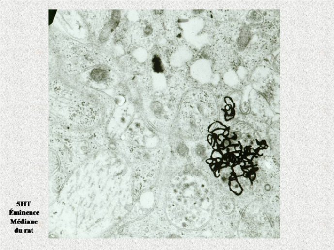 Diapositive10