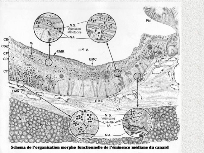 Diapositive14