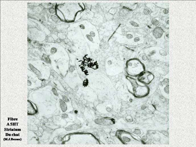 Diapositive16
