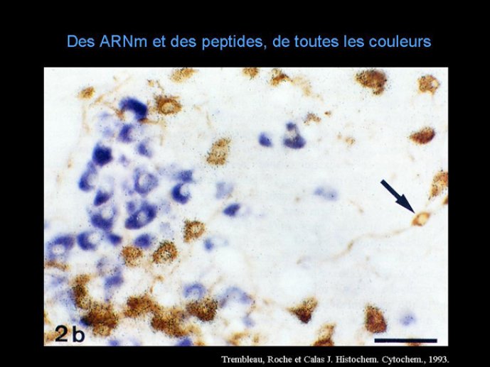 Diapositive3