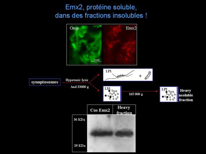 Diapositive11