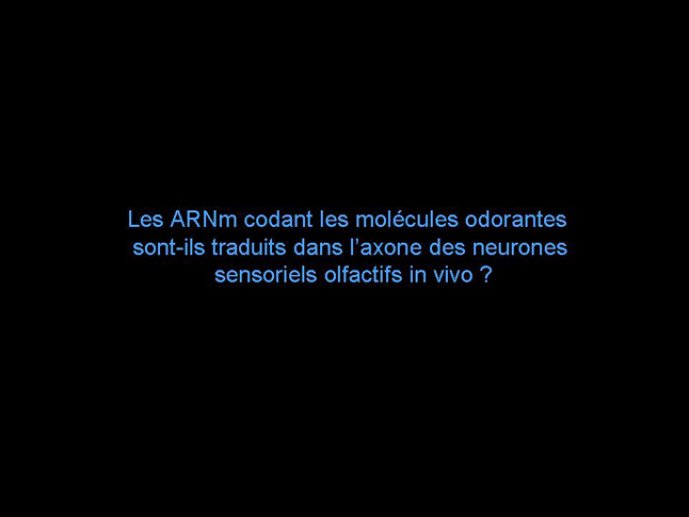 Diapositive15