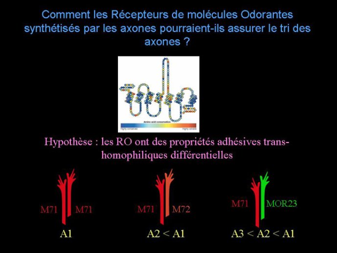 Diapositive19