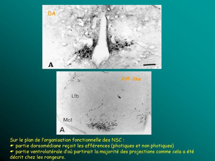 Diapositive14