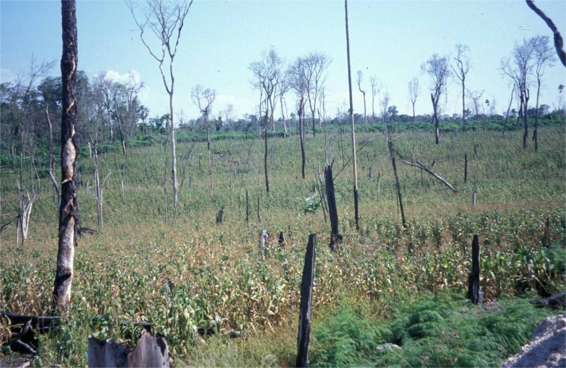 Zone déforestée pour mise en culture du Milpa