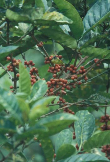 Cerises de caféier – photo : S.Guillerme