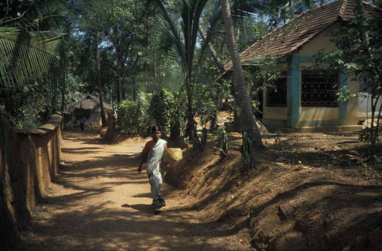 Agroforesterie traditionnelle – photo : S.Guillerme