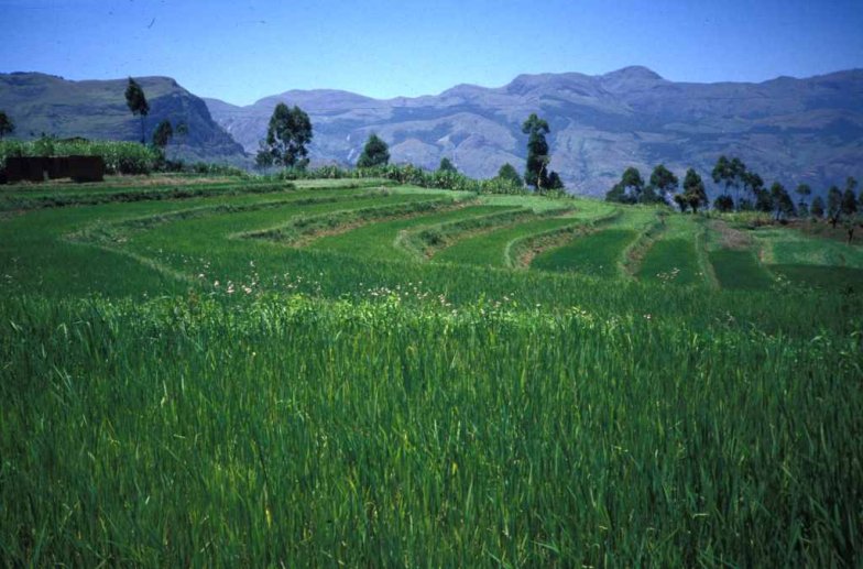 Paysage de moyenne montagne : riz en terrasses – photo : S.Guillerme