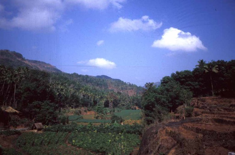 Cultures dans les bas-fonds et agroforesterie – photo : S.Guillerme