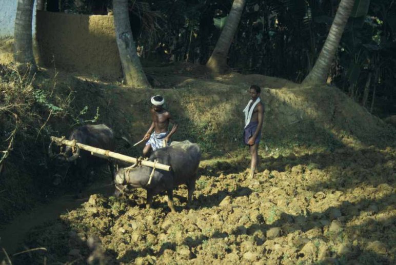 Labourage d’un bas-fond pour mise en culture du riz – photo : S.Guillerme