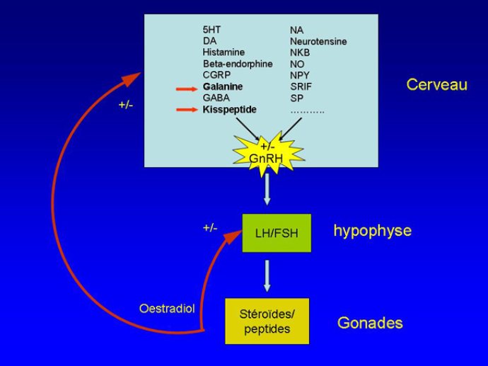 Diapositive2