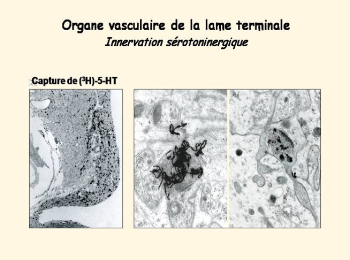 Diapositive4