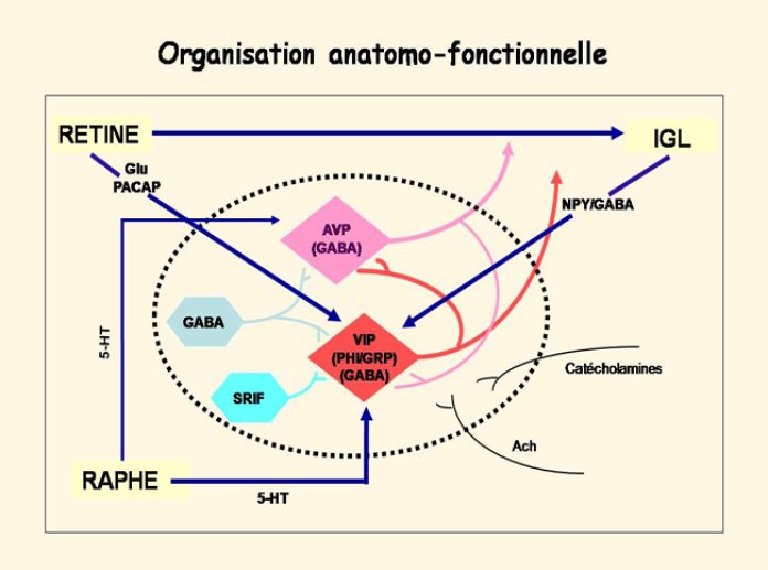 Diapositive17