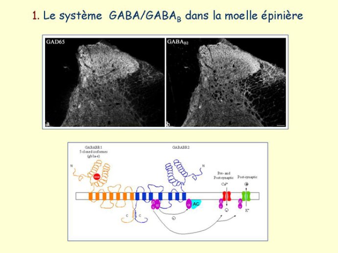 Diapositive3