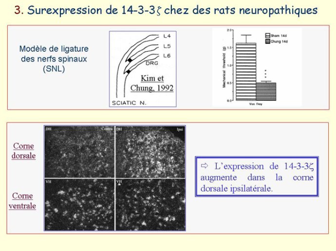 Diapositive13