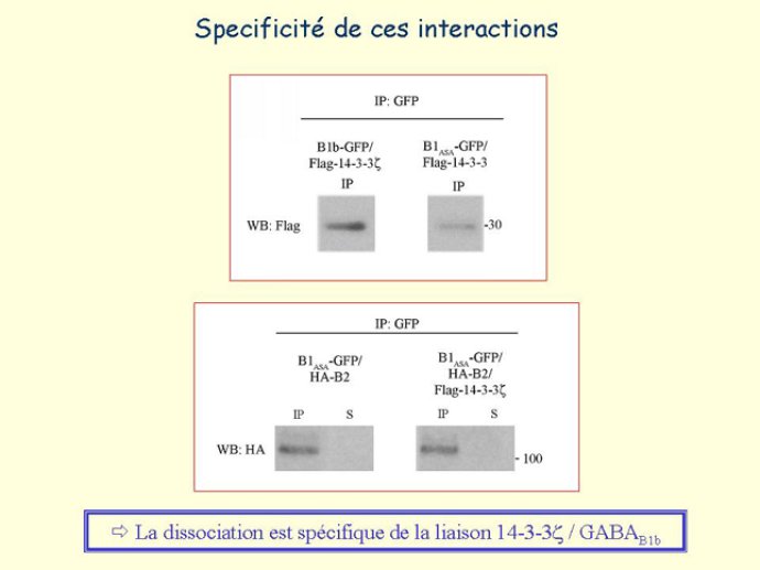 Diapositive19