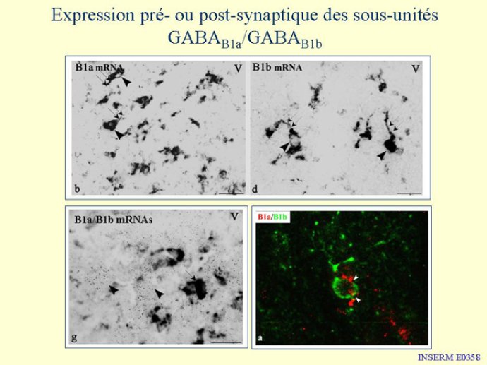 Diapositive38