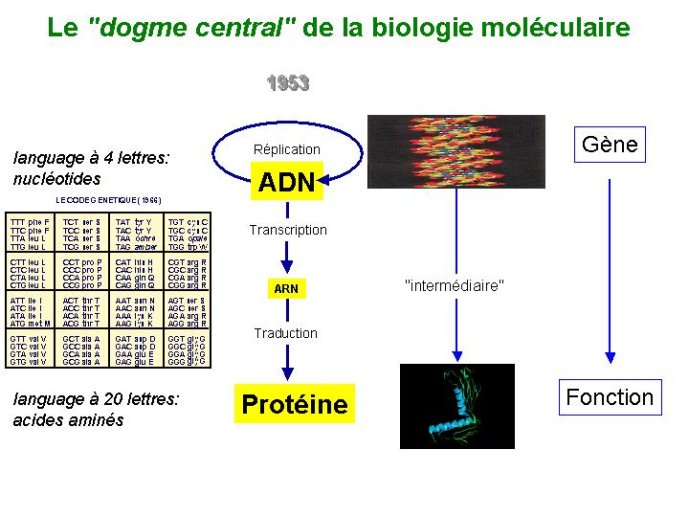 Diapositive04