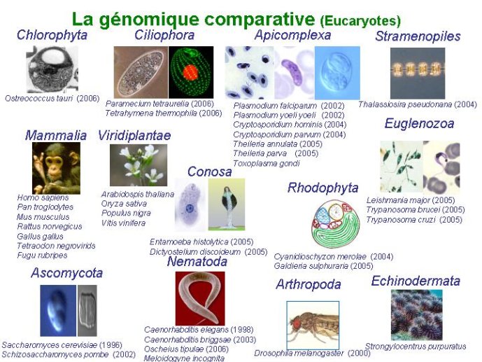 Diapositive16