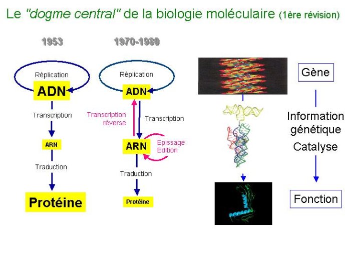 Diapositive20