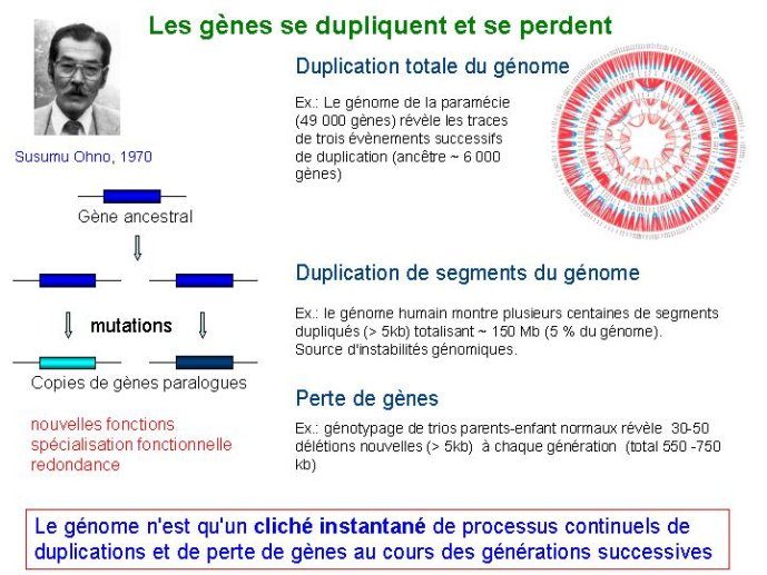 Diapositive25