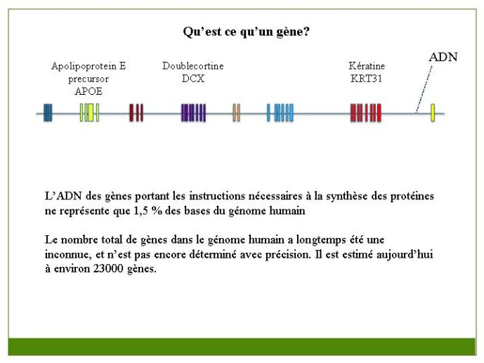 Diapositive13