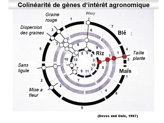 Diapositive21