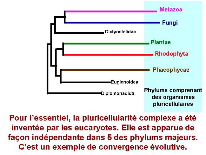 Diapositive11