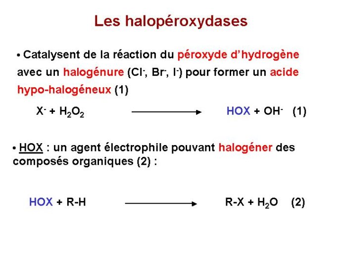 Diapositive47