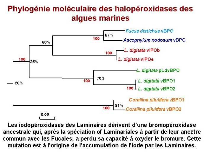 Diapositive48